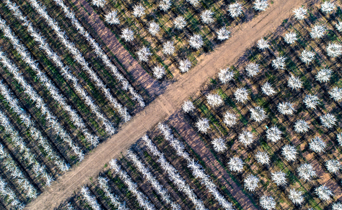 Ocean Almond – Entrevista con Joseba Zamora